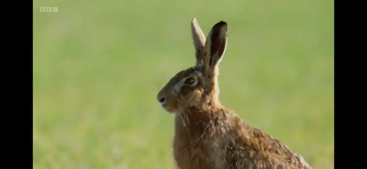 European hare (Lepus europaeus) as shown in Wild Isles - Grasslands